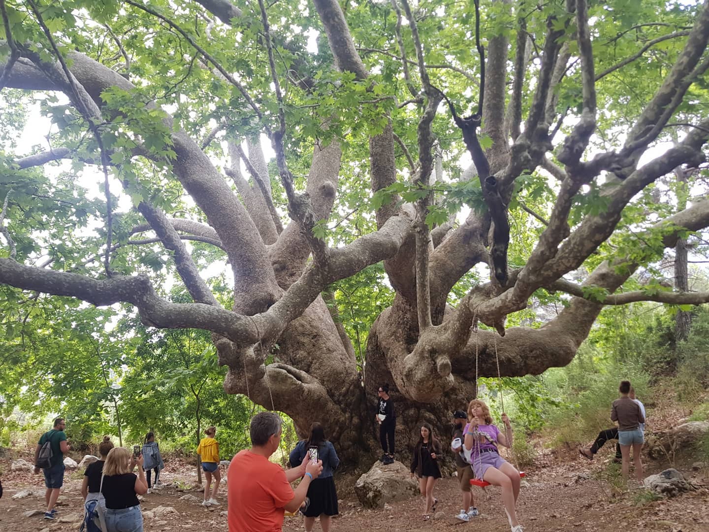 kemer_safari